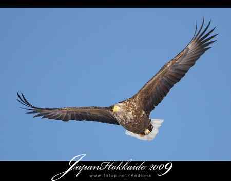 日本北海道白尾海鵰