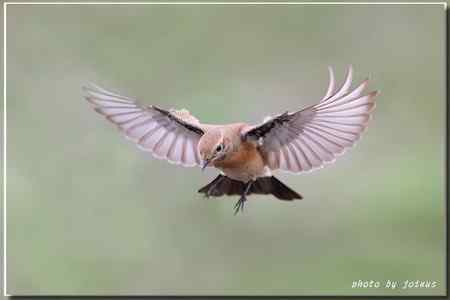 漠即鳥 台湾迷鸟 漠即鳥 台湾迷鸟