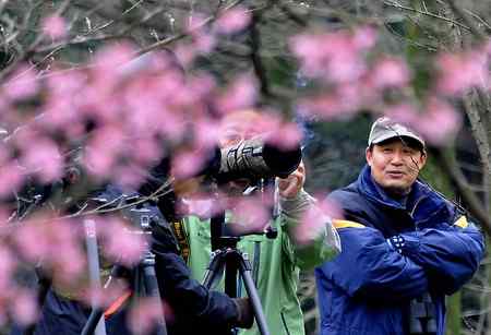 杭州植物园又拍樱花与绣眼