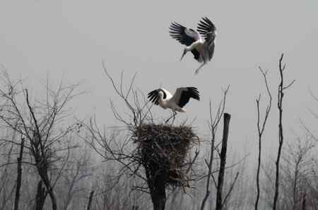 东方白鹳筑巢孵卵