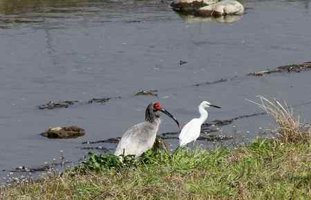 朱鹮白鹭一家亲