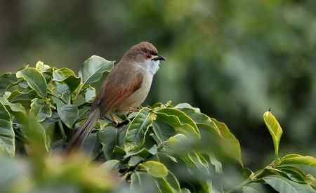 云南的百花岭是鸟的天堂