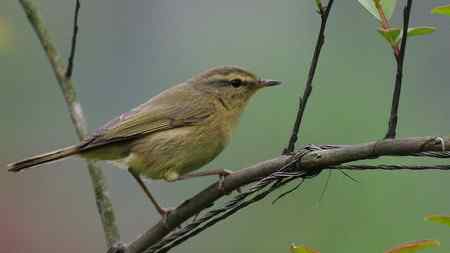 这是棕腹柳莺吗？
