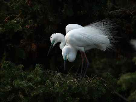 激情象山  白鹭篇（—）