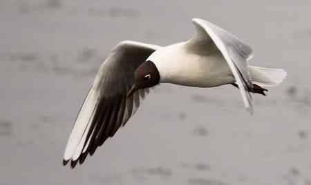 求教海鸥种类(7p) 求教海鸥种类(7p)