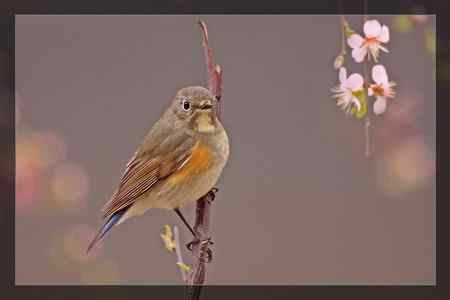 小收获    红胁蓝尾鸲