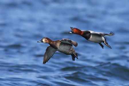 祝女影友节日快乐   送上一组漂亮的鸭子(10种鸭子)