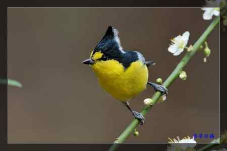 黃山雀 (Taiwan Tit)