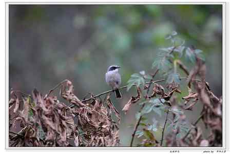 秦岭地区的小林鸟