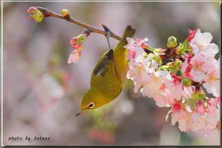 吉野櫻 綠繡眼