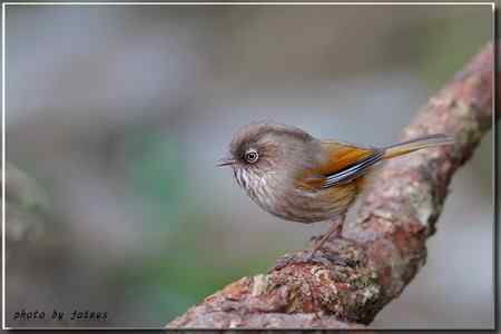 台湾合欢山三千米的驚豔