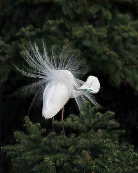 花为谁开---南昌象山大白鹭