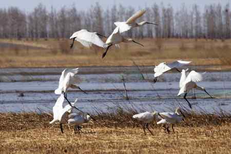 琵琶鹭及侯鸟已飞回向海