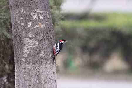 也发点望远镜摄影的片子
