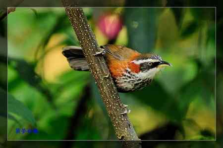 小彎嘴畫眉 小彎嘴畫眉