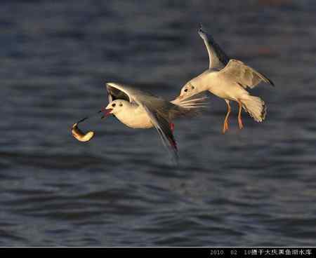 天福野鸟摄影  回放
