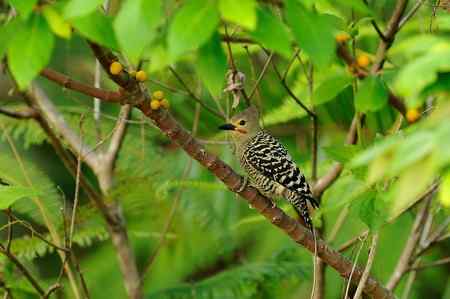 西馬观鸟行 西馬观鸟行