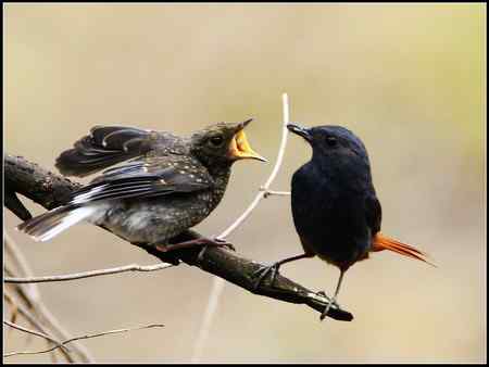 关爱——红尾水鸲