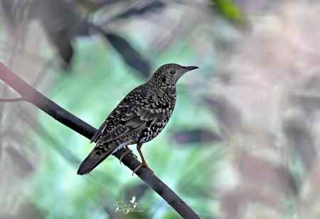 春天杭州的一组林鸟