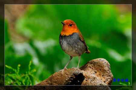 窈窕淑女 日本歌鴝 (小橘子) 窈窕淑女 日本歌鴝 (小橘子)