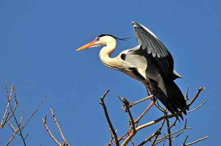 枝尖上的舞者－苍鹭