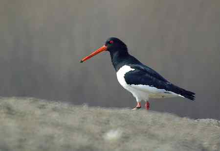 砺鹬 熬过漫长的冬季 砺鹬 熬过漫长的冬季