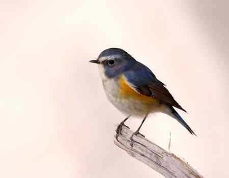 红胁蓝尾鶋【组图】