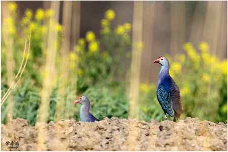七彩云南的“精灵”