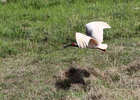 朱鹮白鹭一家亲