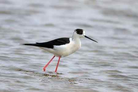 补拍黑翅长脚鹬