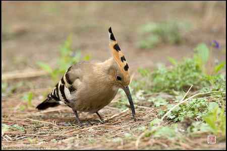 今天的戴胜（基本原画幅）