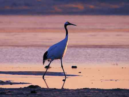 科尔沁草原霞光下的丹顶鹤