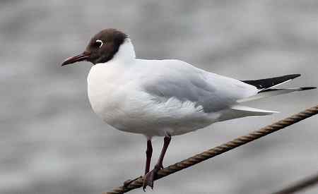 求教海鸥种类(7p) 求教海鸥种类(7p)