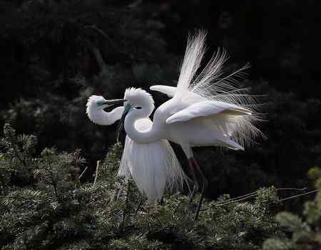 见证象山：“一对相爱明星鸟儿”