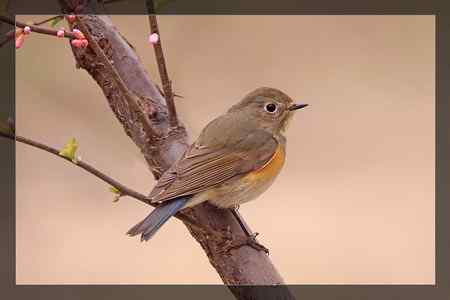 小收获    红胁蓝尾鸲