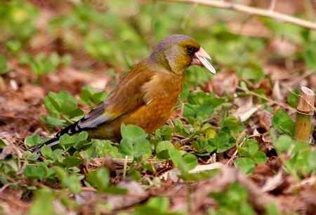 金翅雀鸟儿专辑