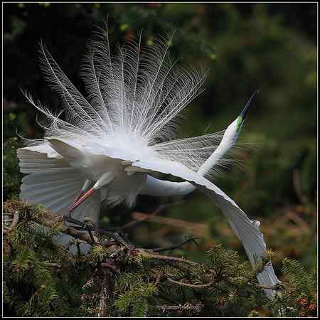 白鹭又到开屏时