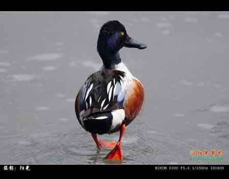 琵嘴鸭高清晰组图