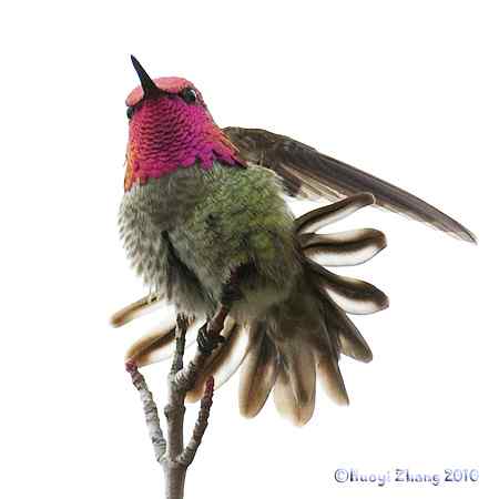 组图解说蜂鸟! 组图解说蜂鸟!