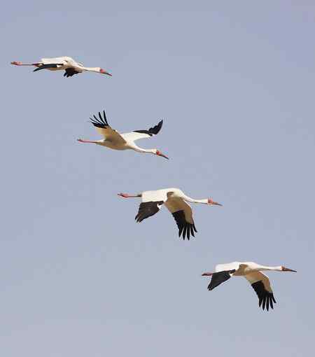 大风把白鹤吹到我眼前了