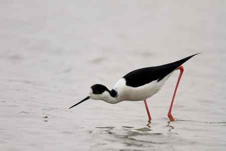 黑翅长脚鹬吃的是什么？