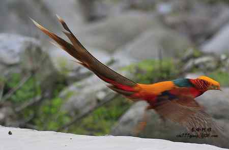 下午5点以后去找“鸡”