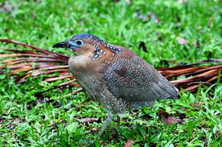 黑冠鳽喜在灌丛中