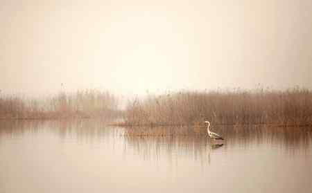 在天津大港湿地拍鸟观鸟