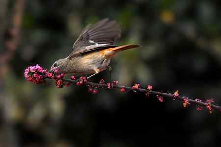 自留地里的菜鸟！