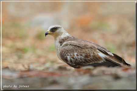 再見蜂鷹 高清晰美图