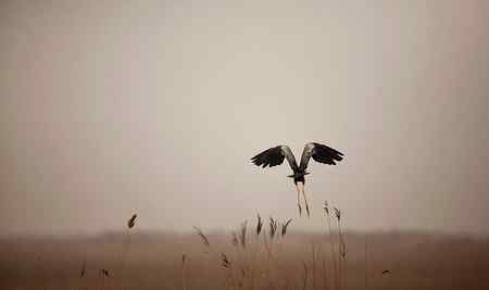 在天津大港湿地拍鸟观鸟