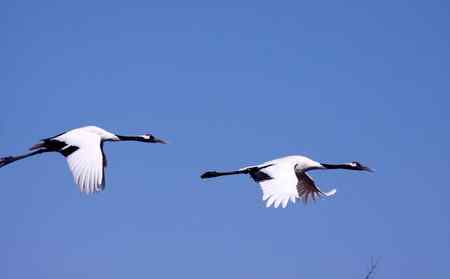 一只野生鹤和一只人工饲养鹤已成一对。