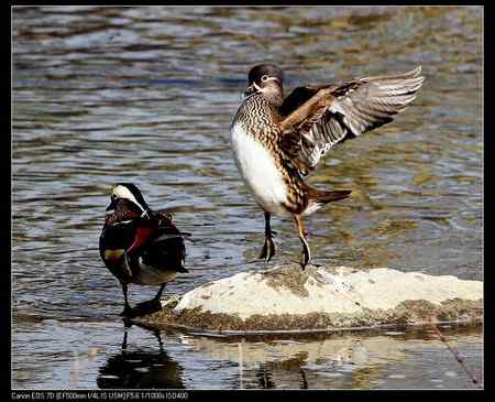 鸳鸯做自由体操