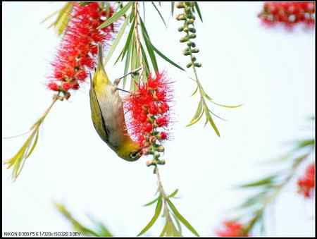 绿羽映红枝——绣眼俏立枝头